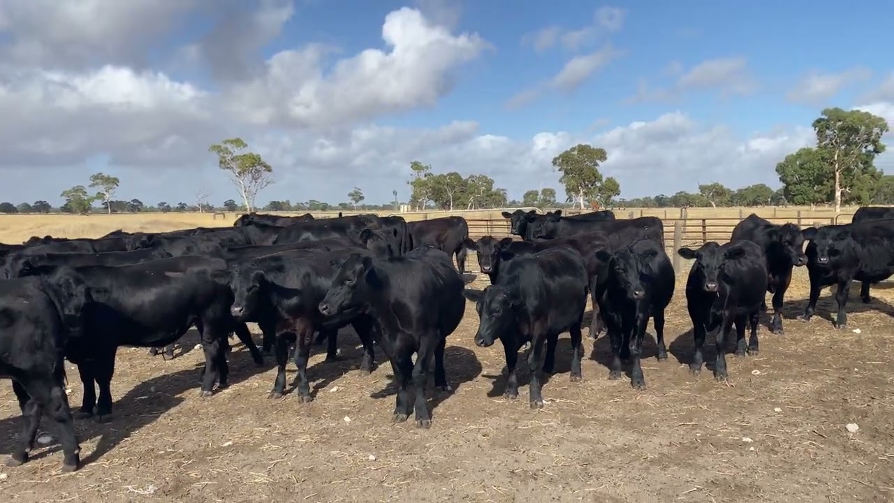 EU Angus Steers 10-11 months old 