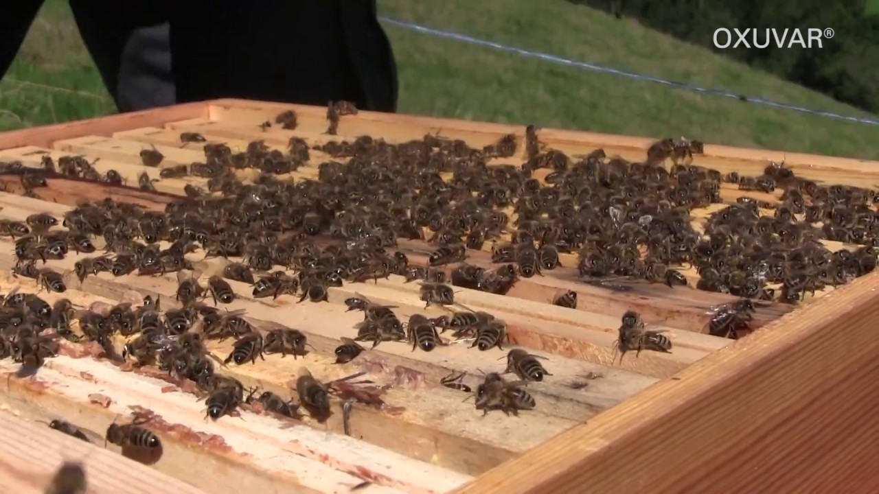 OXUVAR® 5,7% – Spraying solution for swarms and broodless colonies