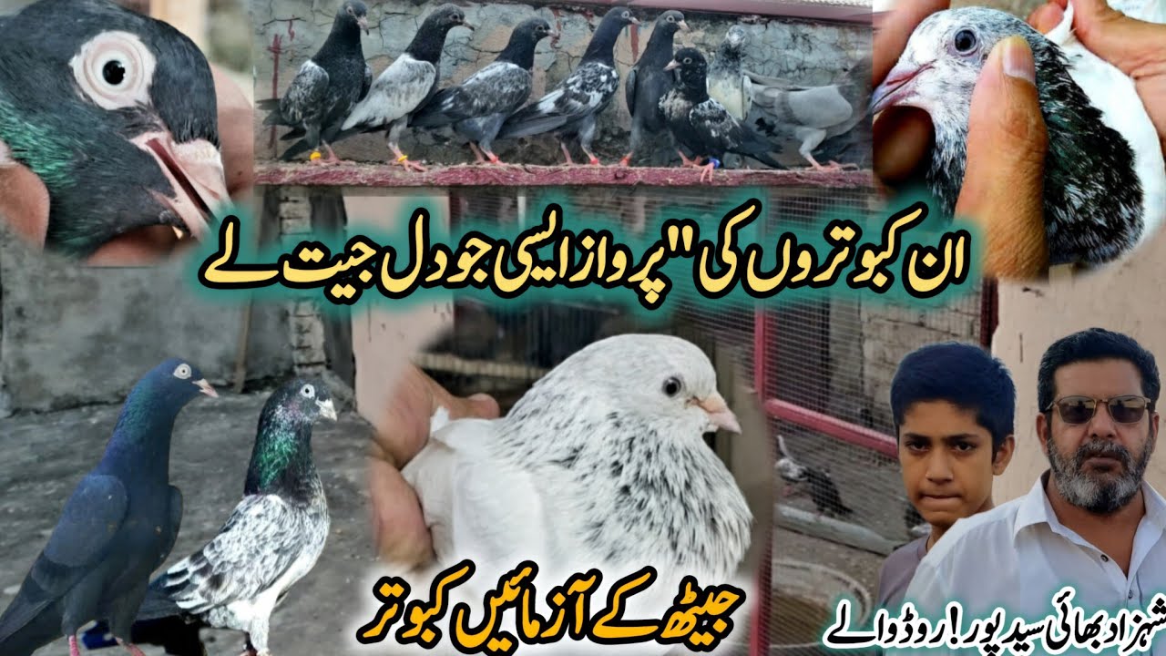 Original Breeds ki Khobsurat Collection || 0316-1594-656 || Sailkoti kasuri  Black Teddy  Ferozpuri 