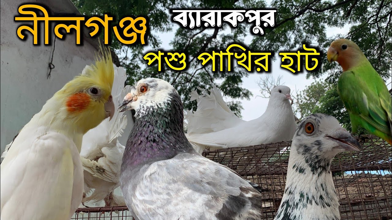 নীলগঞ্জ পশু পাখির হাট | ব্যারাকপুর | Barrackpore Nilganj Pets Merket | #pigeon #pigeonlaver #birds