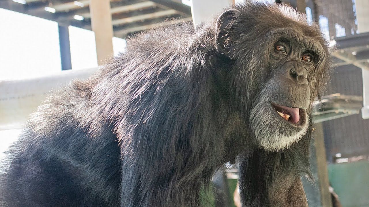 Research Chimp 