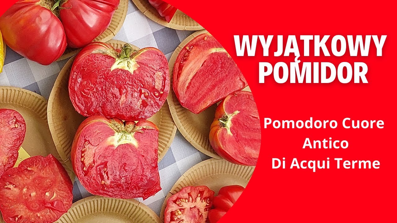 Pomodoro Cuore Antico Di Acqui Terme 🍅 Wyjątkowy pomidor ‼️