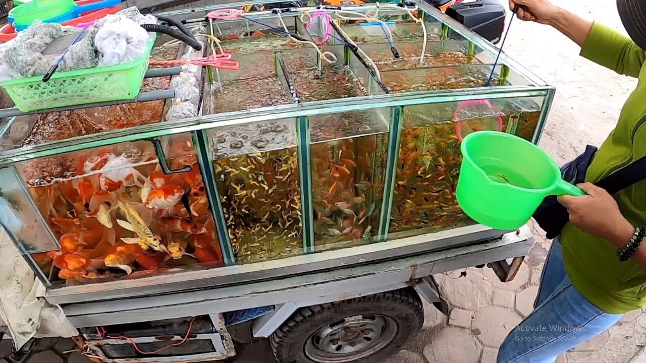 Đẳng Cấp Của Xe Bán Cá Dạo Ở Việt Nam Là Đây. Mua Thêm Cá Betta & Cá Bẩy Mầu