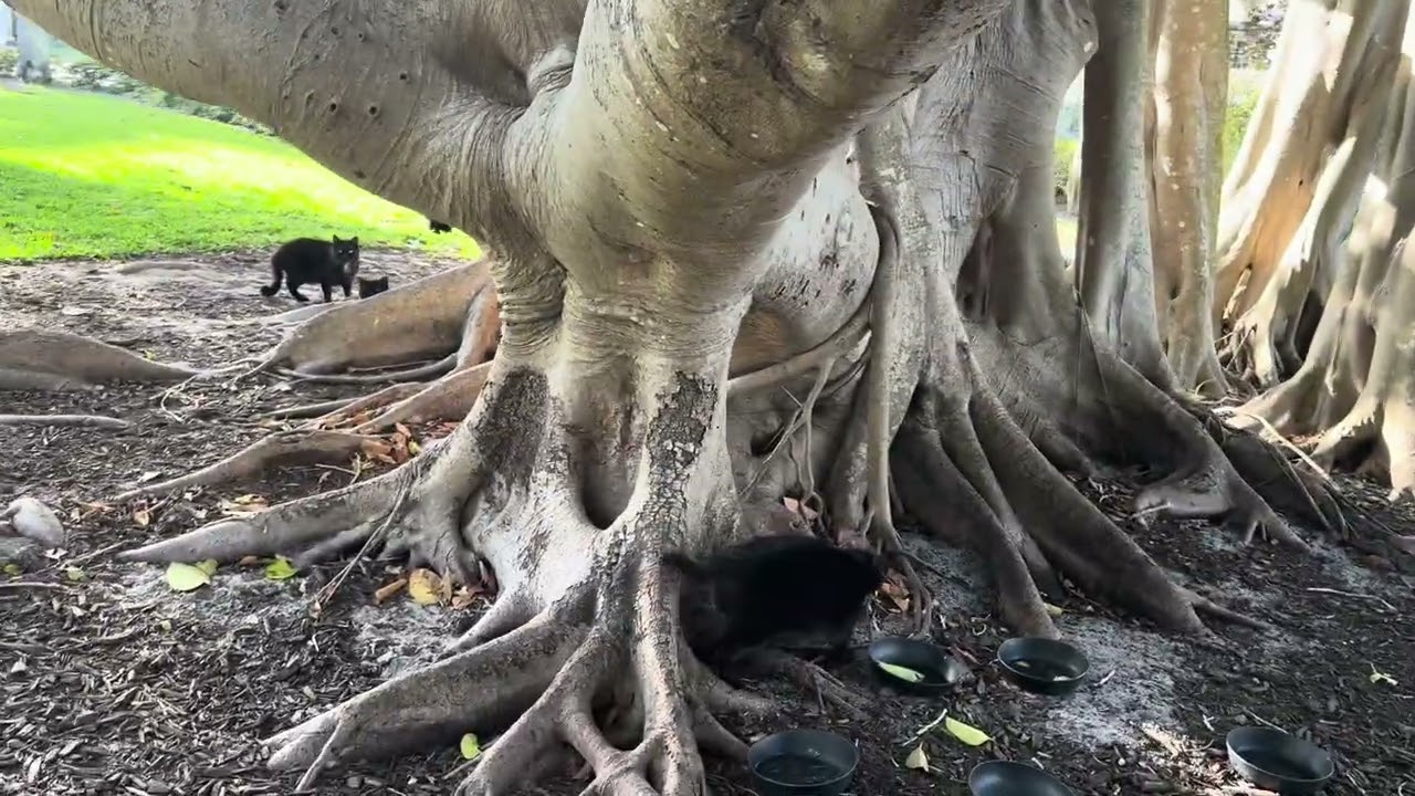 “ Storms make trees take deeper roots .”