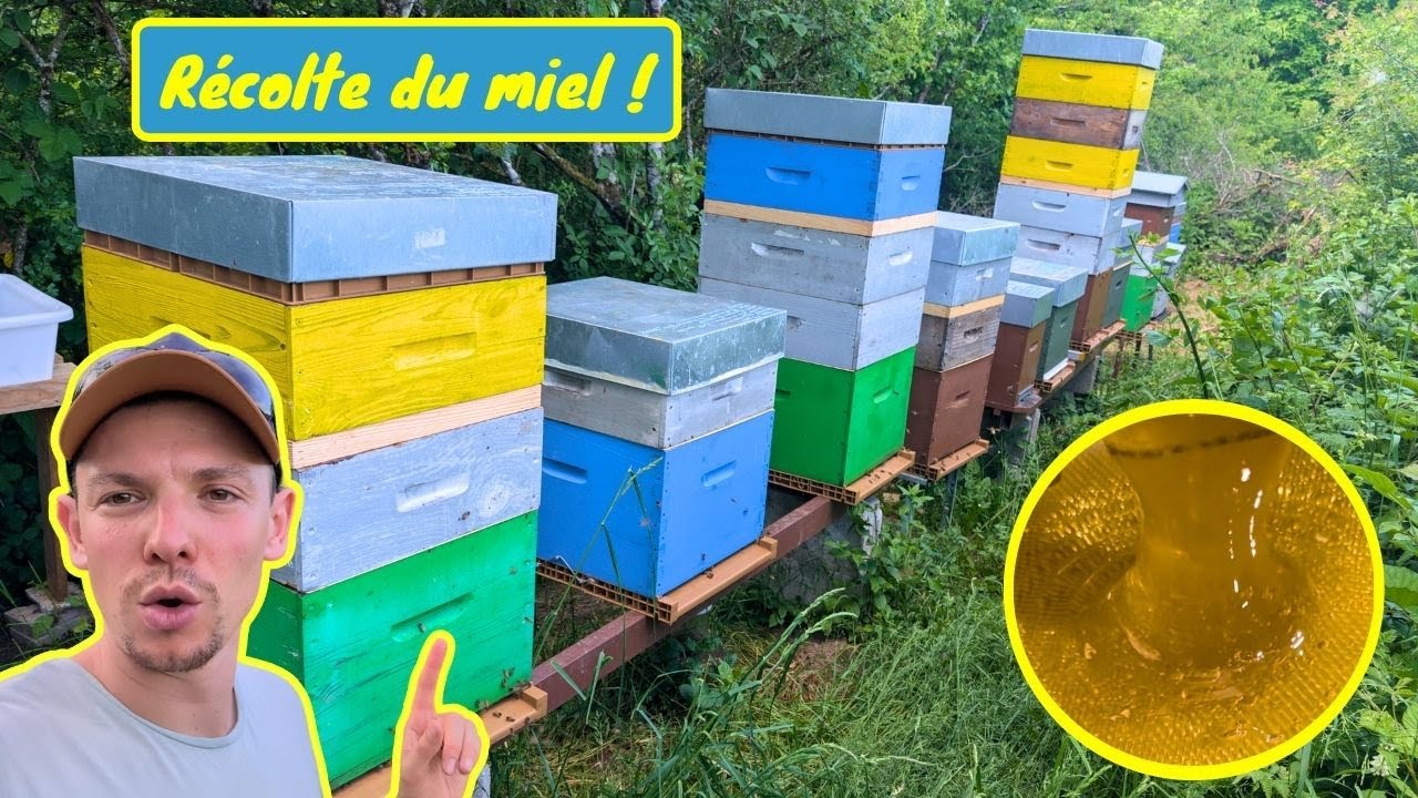 Ma 1&egrave;re et 2&egrave;me R&Eacute;COLTE DU MIEL DE PRINTEMPS - Beau d&eacute;but de saison !! Quelle suite ?