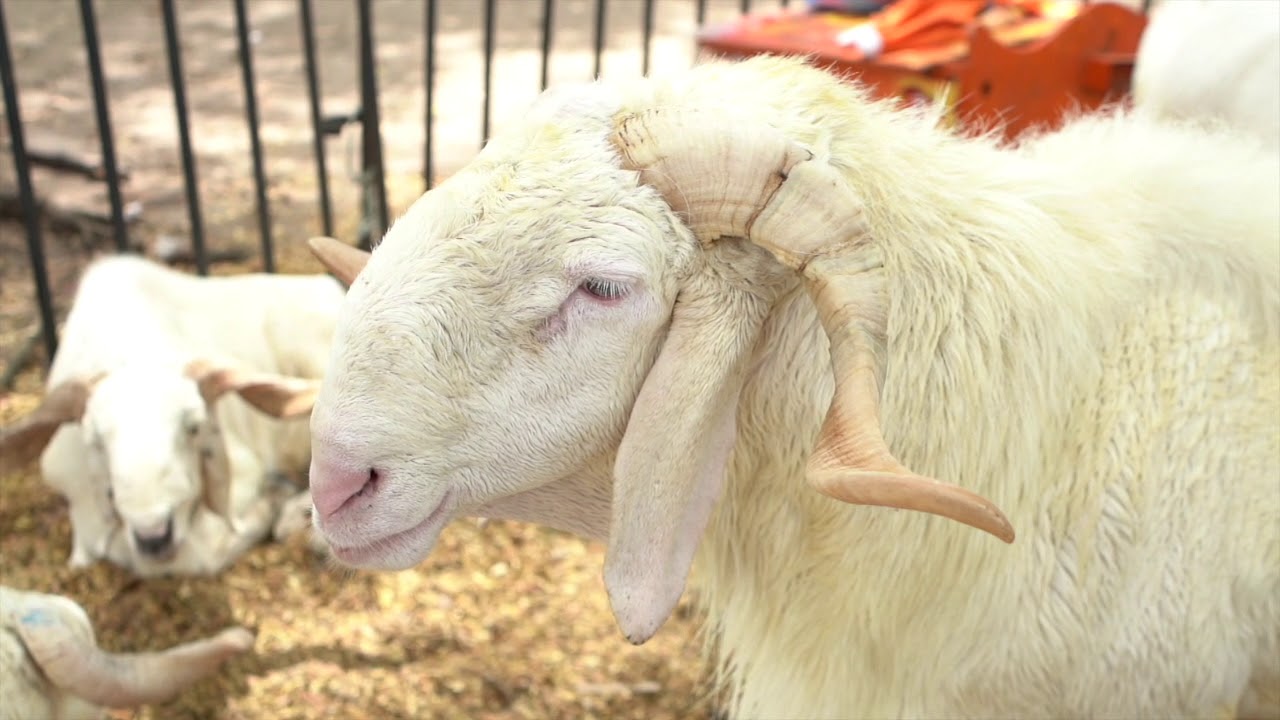 LA FERME SAWADOGO