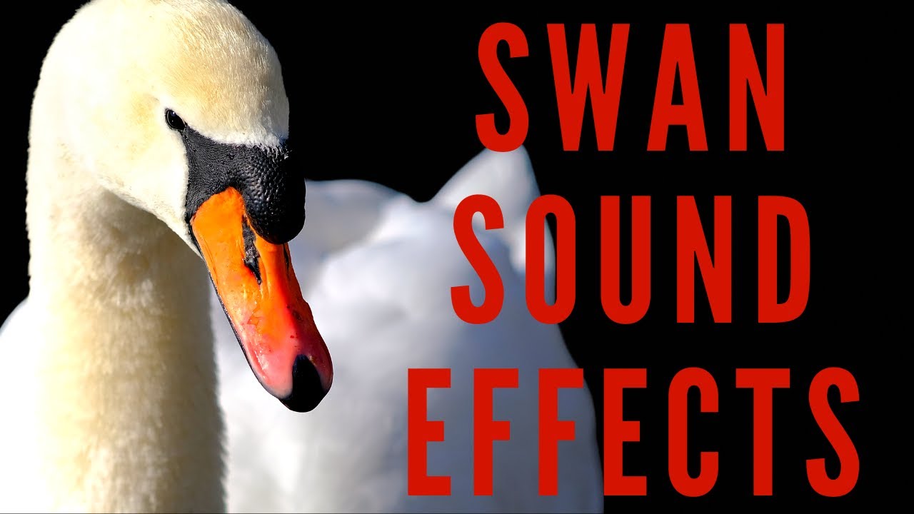 SWAN SOUND EFFECTS - Swan Honking and Noises