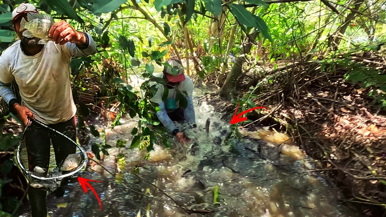 IMPRESSIONANTE &Aacute;GUA FERVENTE DE TIL&Aacute;PIA! O CARDUME ERA ABSURDO! N&Atilde;O &Eacute; HISTORIA DE PESCADOR