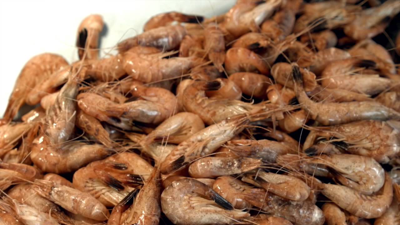 garnalen pellen fr