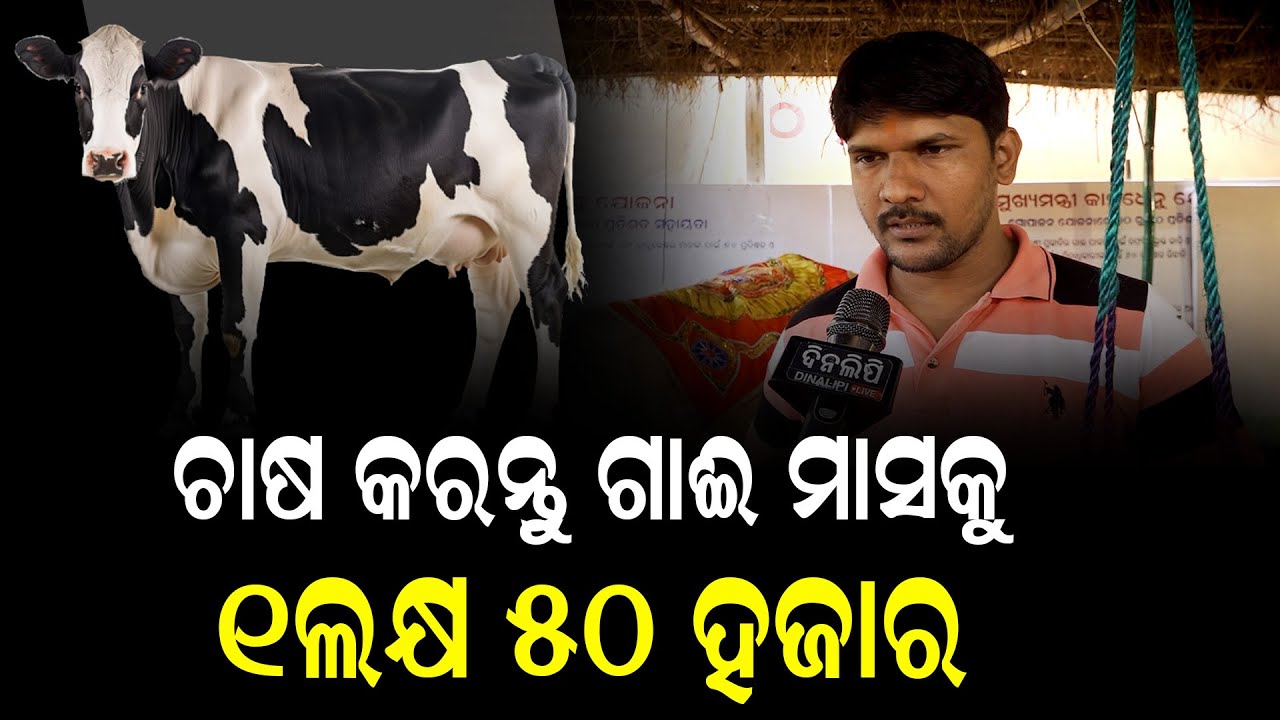 ଚାଷ କରନ୍ତୁ ଗାଈ ମାସକୁ ୧ଲକ୍ଷ ୫୦ ହଜାର || Bhubaneswar || DinalipiLive