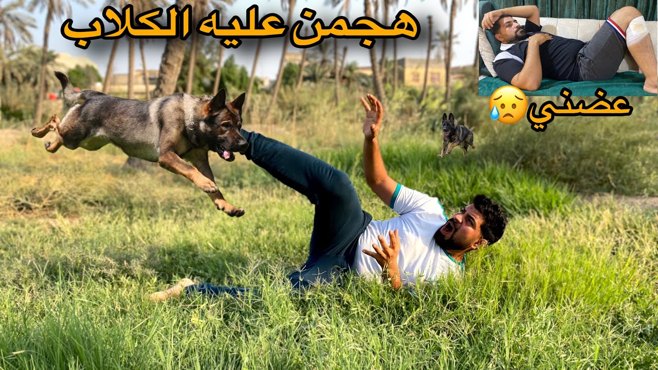 من وره الفسيفس تلكني الكلاب بعضه🐕😱