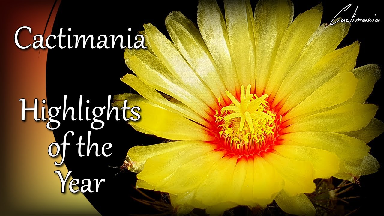 Highlights of the Year | Cactimania 2021 | Cactus & Succulents