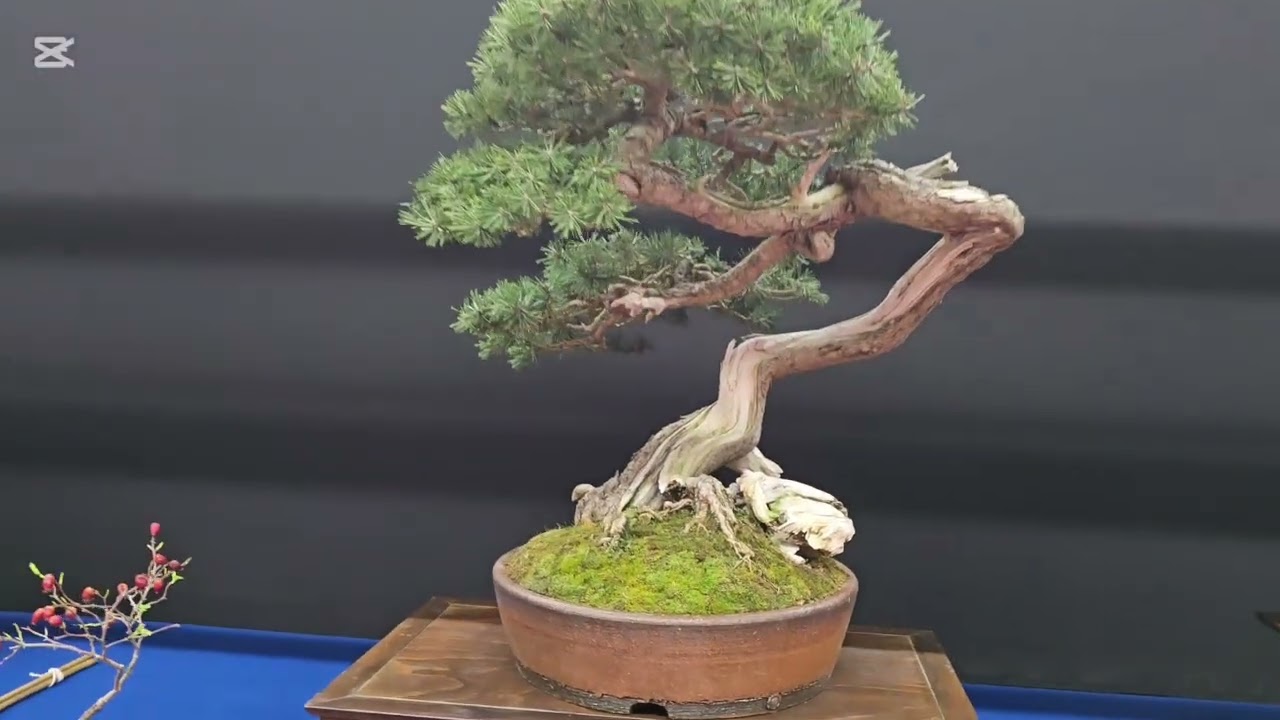 Trophy 2026. La exposición 