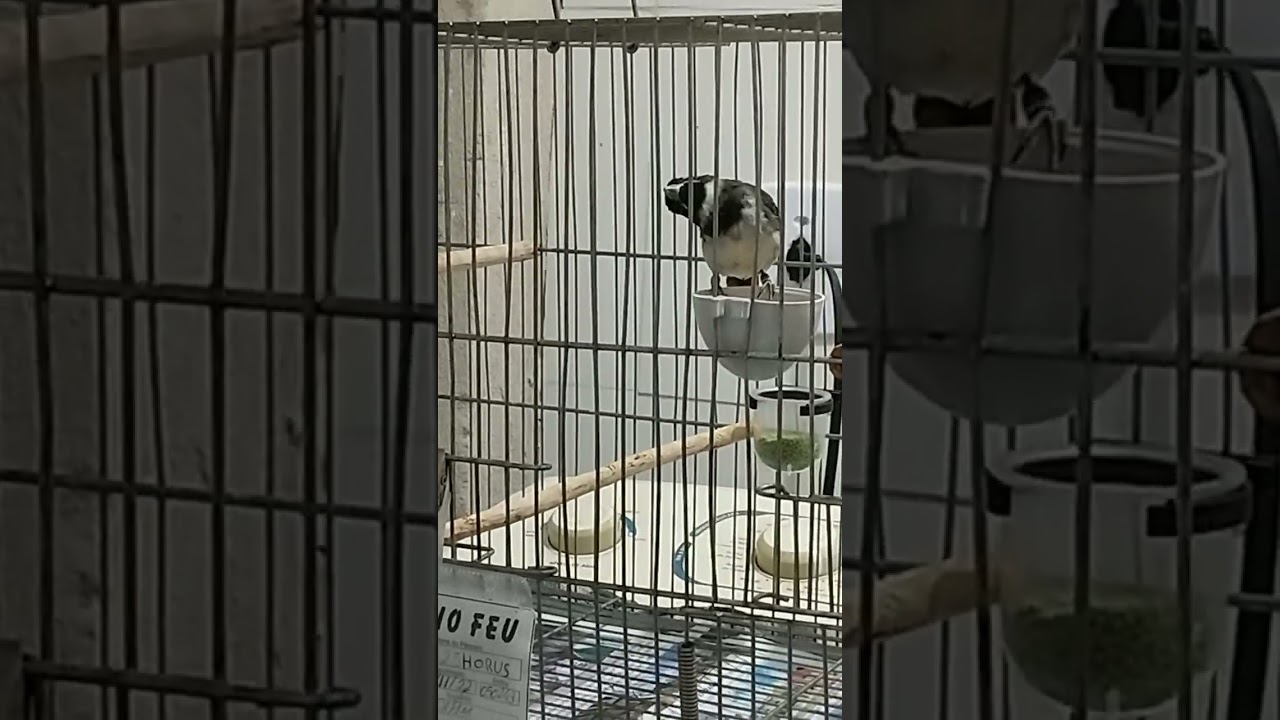 quantas mudas leva o coleiro pardo ficar preto