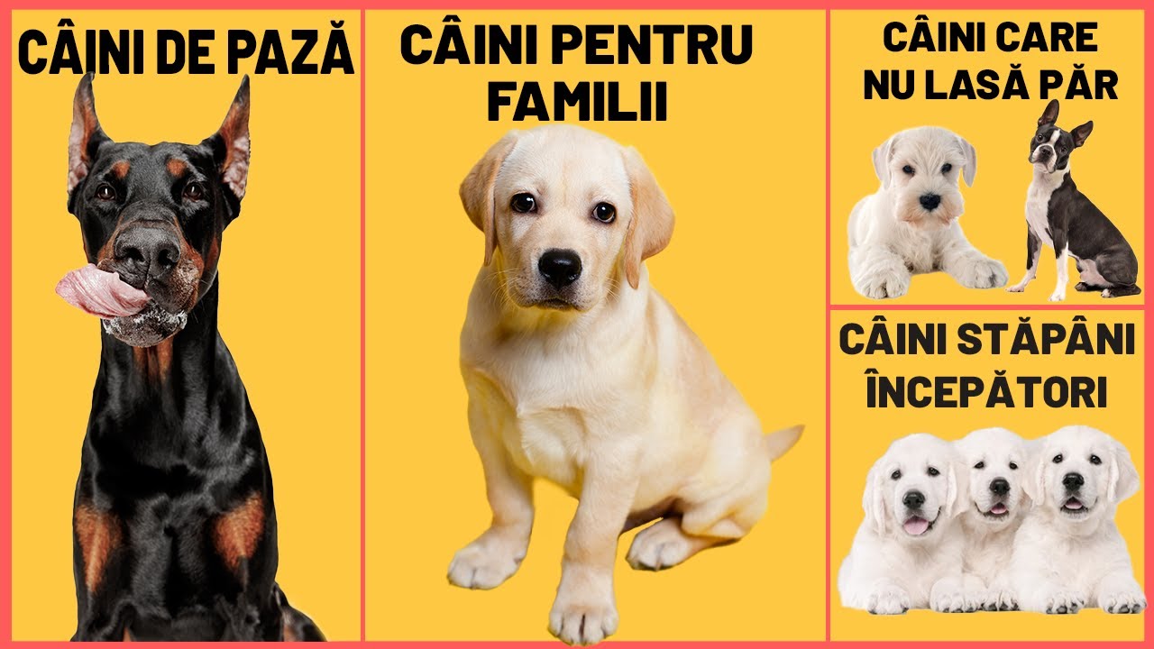 CUM SĂ ALEGI RASA DE C&Acirc;INI PERFECTĂ PENTRU TINE ✅ GHID COMPLET