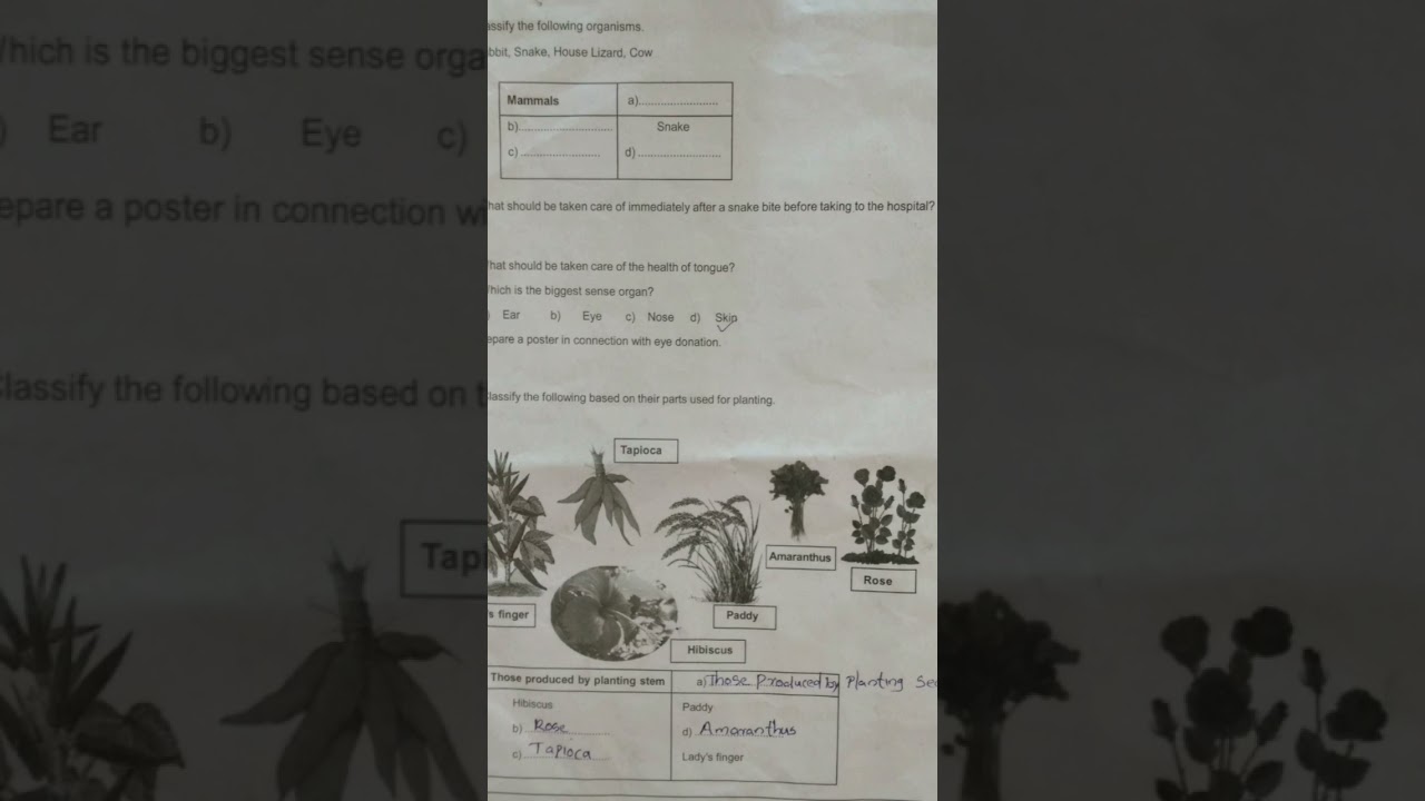 Class 5 Basic Science Today's Annual Exam Question paper #class5 #newtextbook #annualquestionpaper