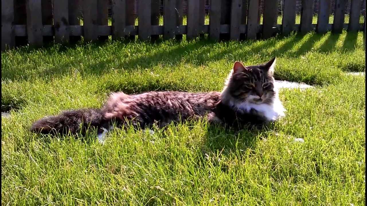 Gizmo in the Garden