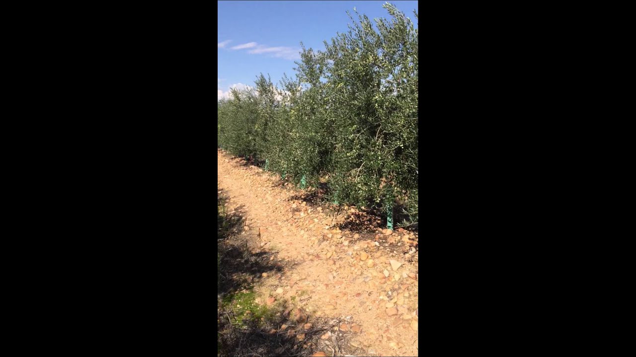 AGRITEC Ingenieros olivar superintensivo en Cáceres