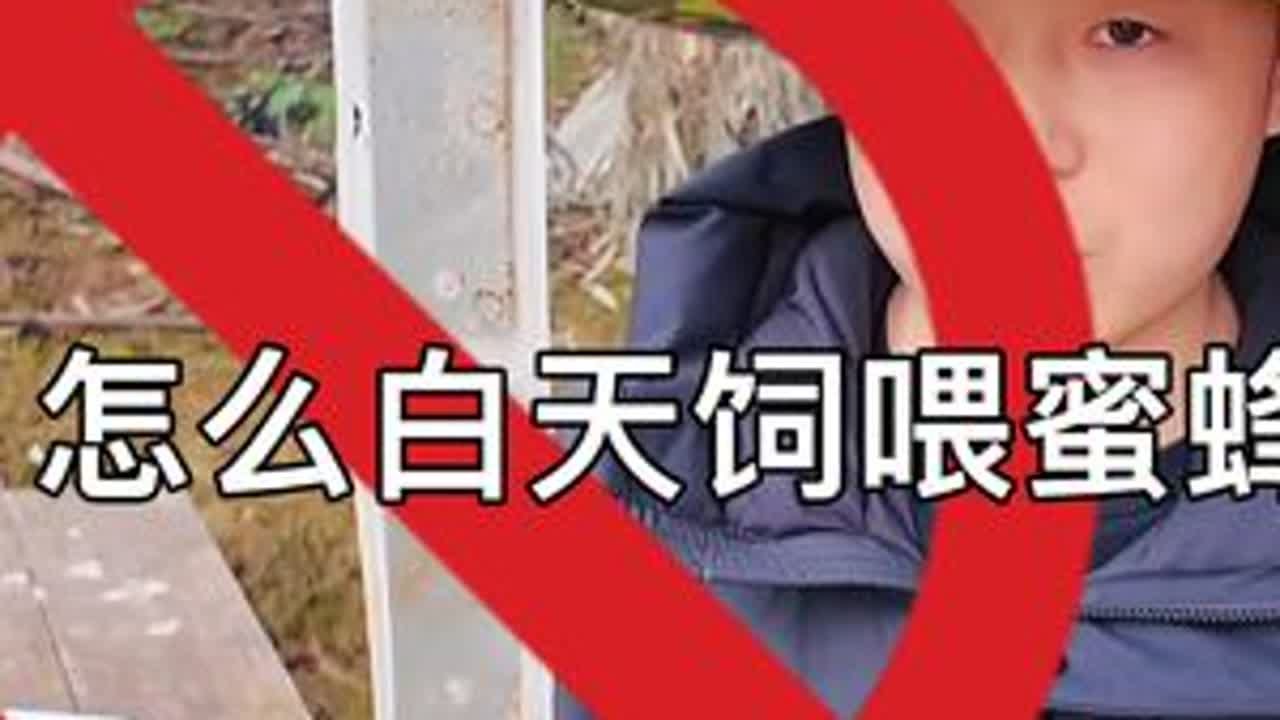 白天怎么饲喂蜜蜂不打架，不起盗。 #农村养蜂人 #中蜂养殖 #白天如何饲喂蜜蜂 #春繁蜜蜂 #养蜂人解说