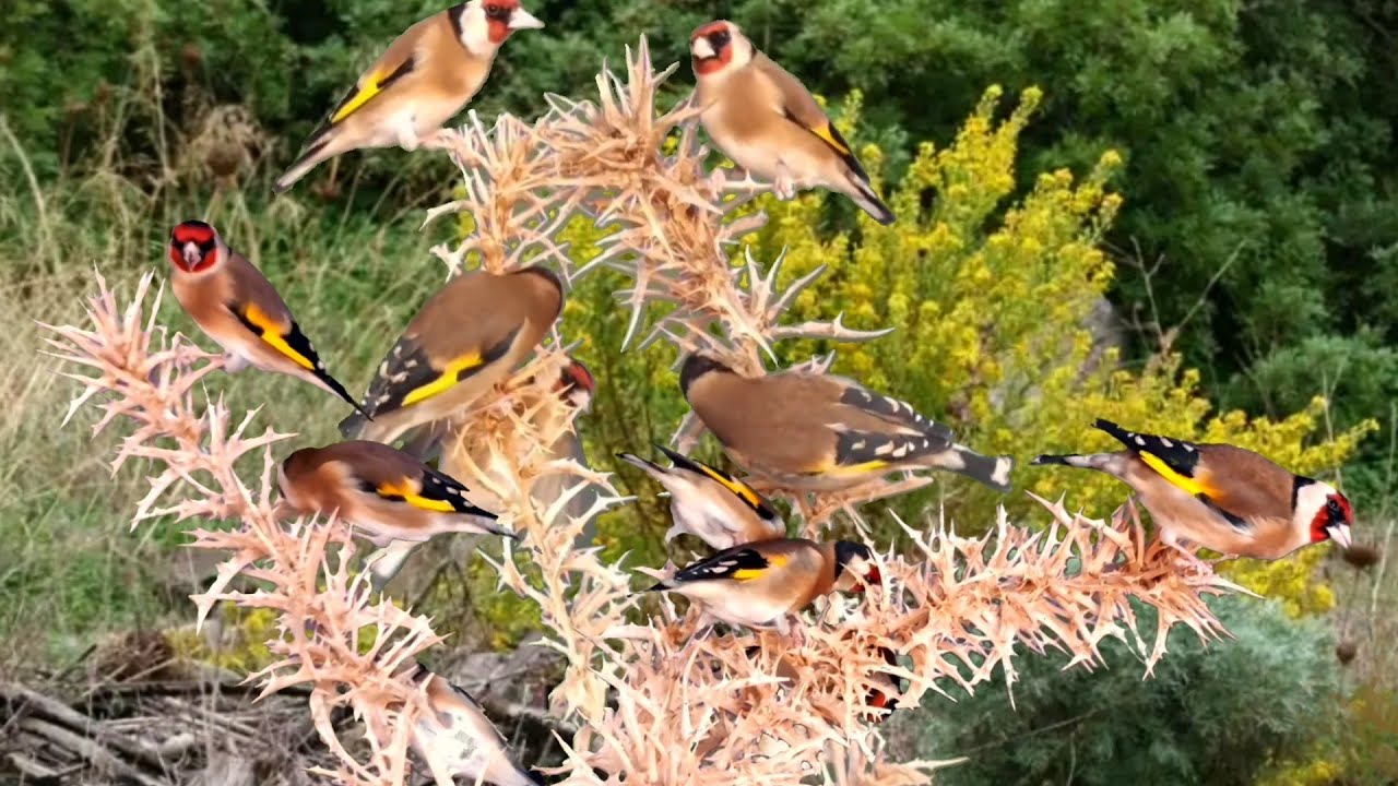 بتبتة حسون الشوك تحفيز الحسون على التغريد والهيجان علاج صمت الحسون goldfinch stimulation #birds 
