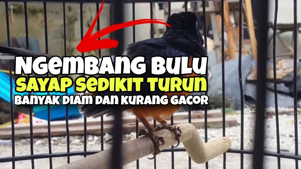 Cara tepat penanganan murai batu ngembang bulu dan sayap sedikit turun