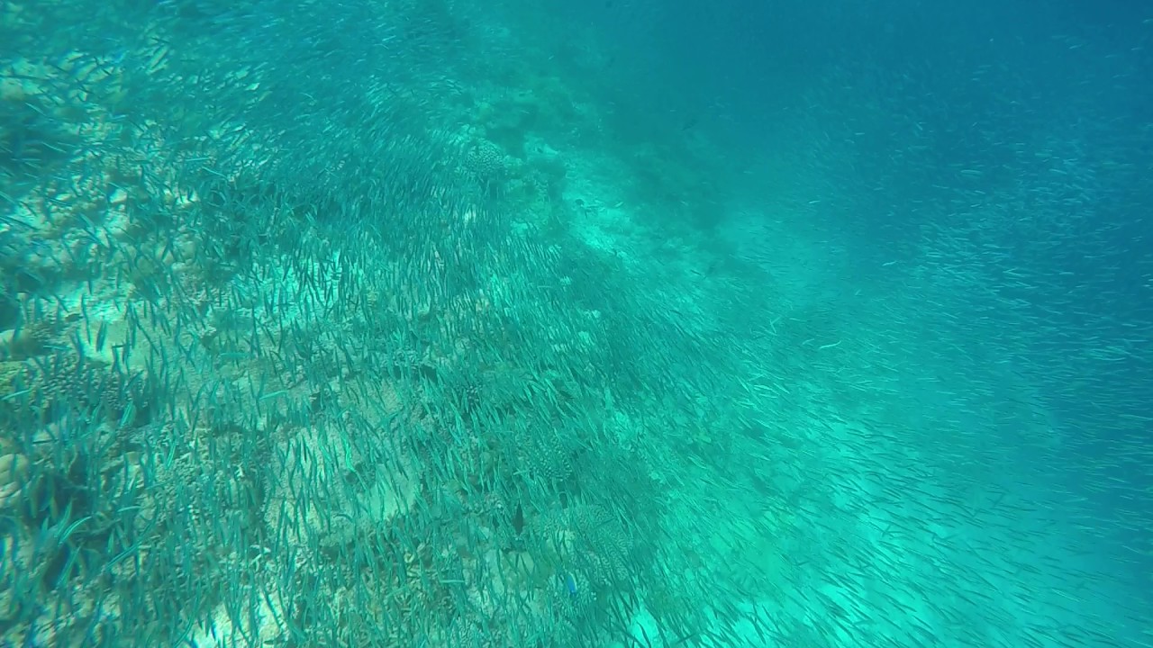 Maldives underwater beauty - Travelbees