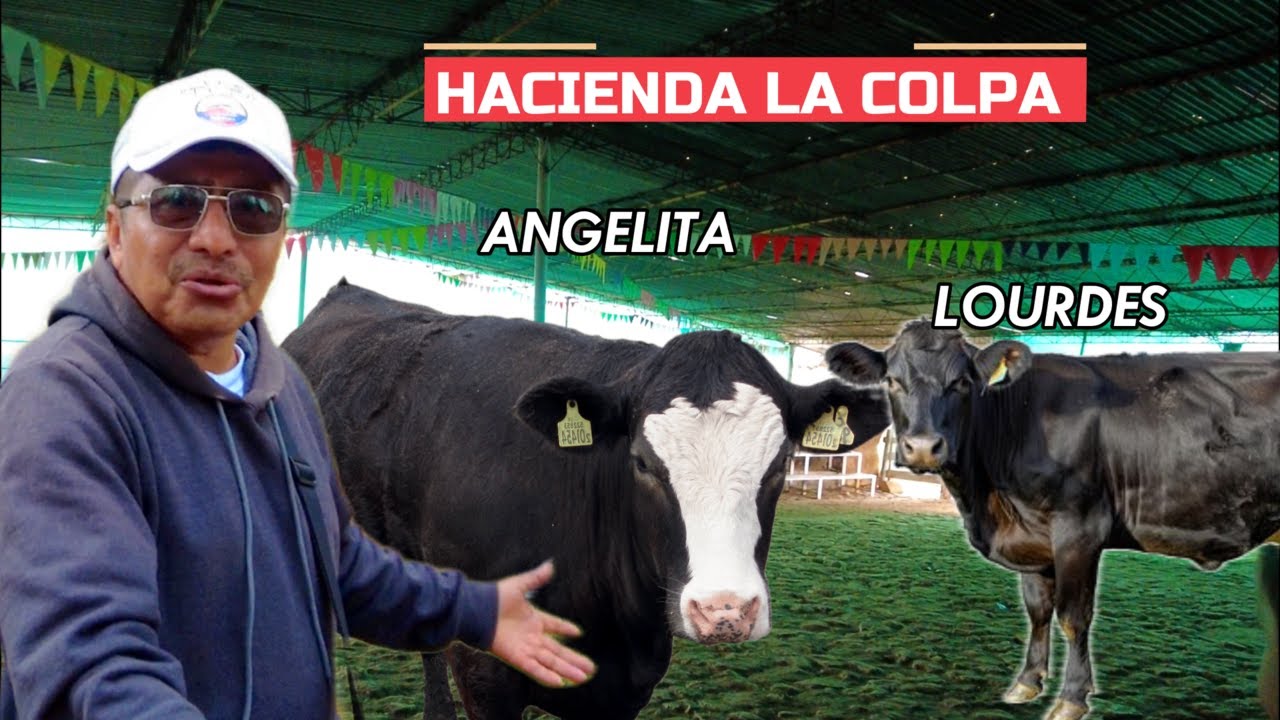 EL LLAMADO DE VACAS EN LA HACIENDA LA COLPA CAJAMARCA PERU 🇵🇪