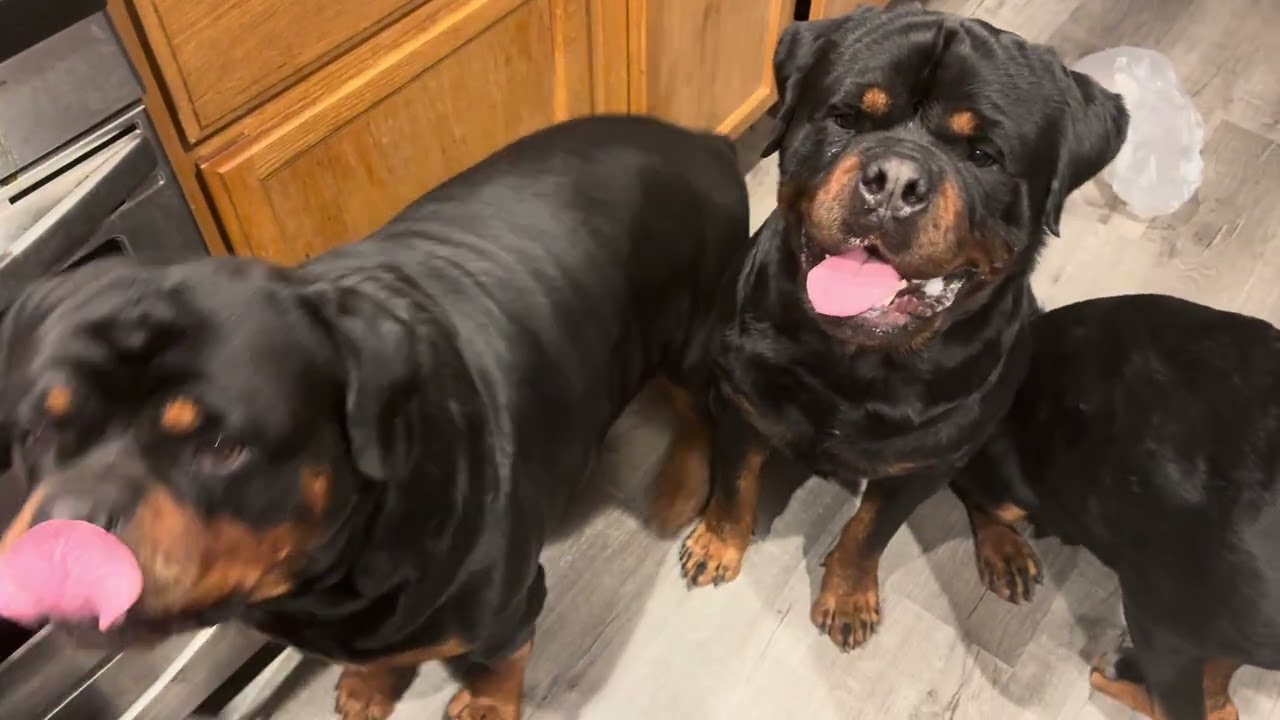 Comparing The Biggest Extreme Rottweiler Genetics