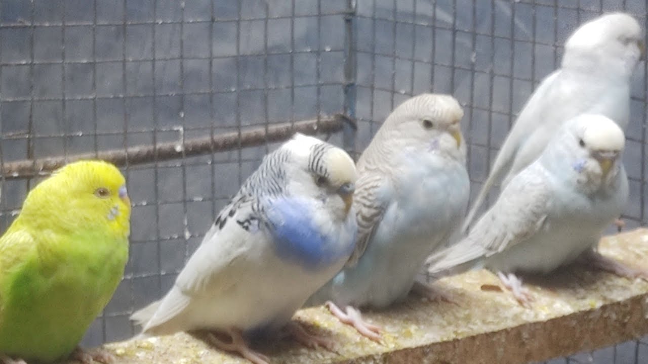 Budgie Baby