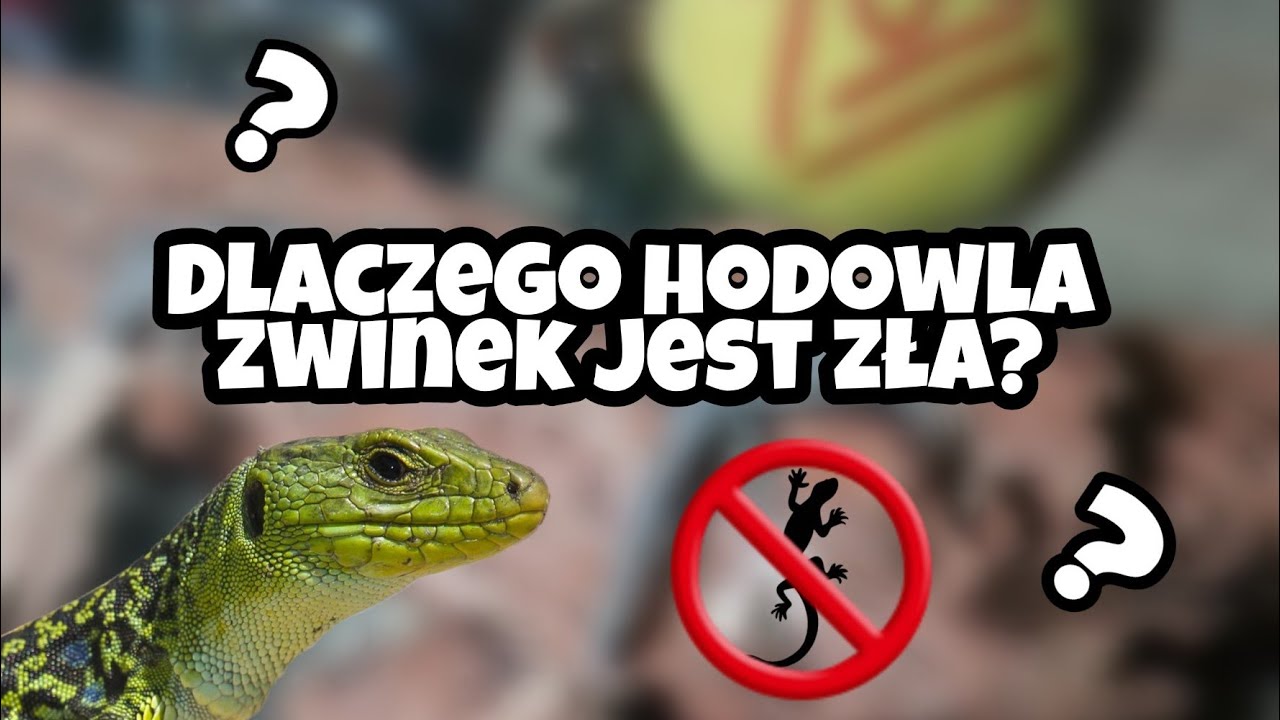 Hodowla zwinek, dlaczego jest zła? [Analiza]