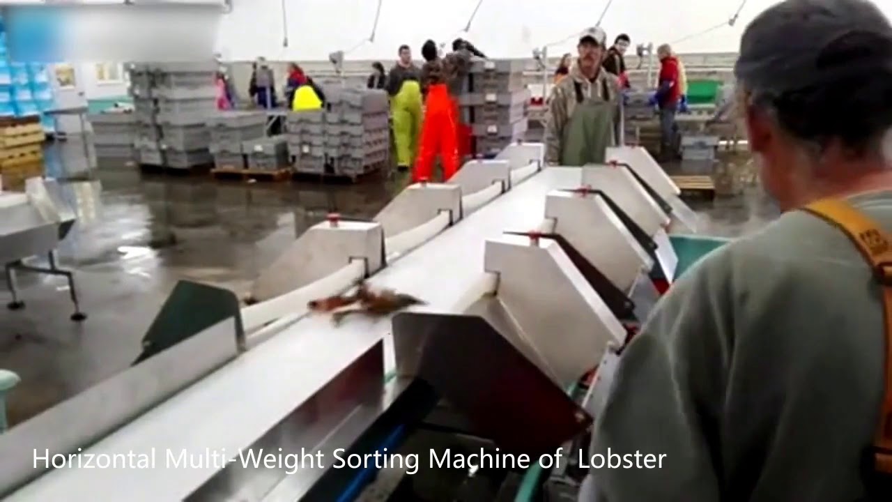 TOUPACKHorizontal Multi Weight Sorting Machine of  Lobster