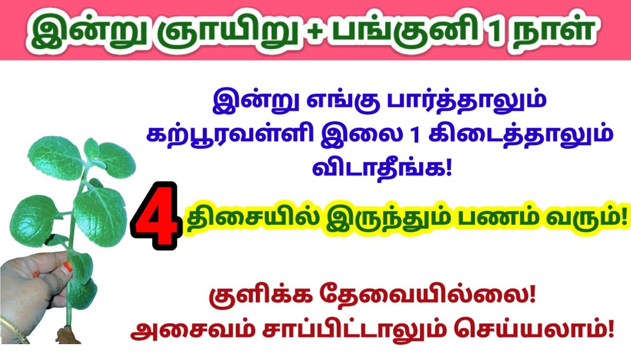இன்று பங்குனி 1- இரவுக்குள் கற்பூரவள்ளி இலை 1 கிடைத்தாலும் விடாதீங்க!|panamsera|panguni|money|panam 