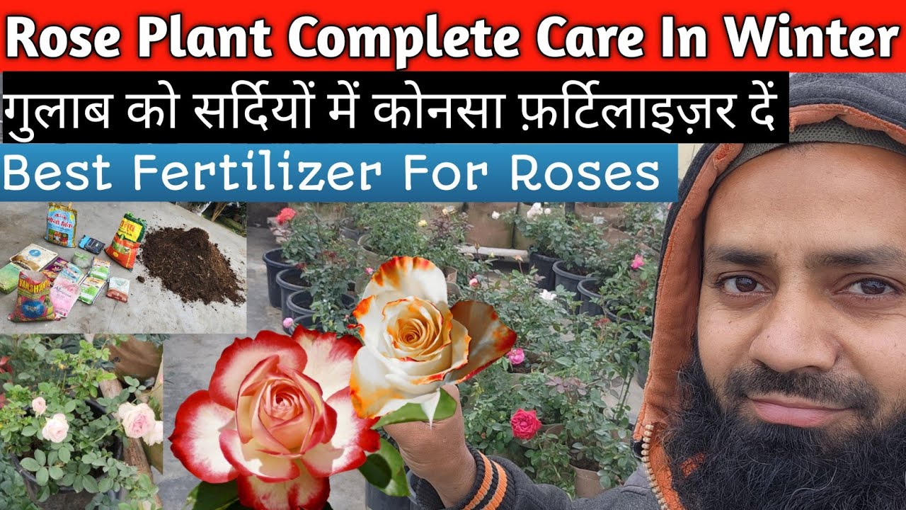 Rose Plant Care & Growing Tips🌹Save Rose Plant👏Gulab Ki Care👍Best Fertilizer For Rose Plant 🇮🇳