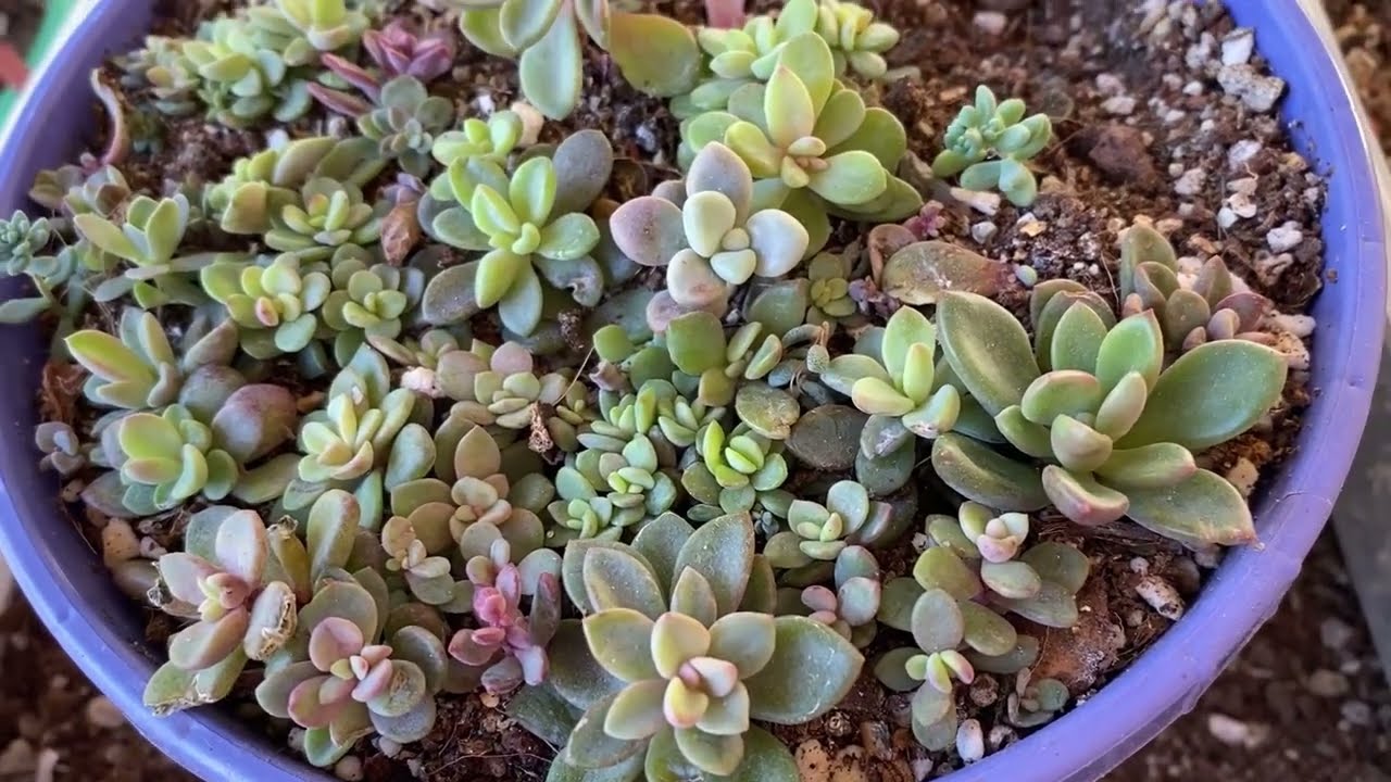 Echeveria Rezy /🍁Bakımı /Dikimi ve üretimi hakkında herşey🌺🌵#echeveriarezy #ısparta