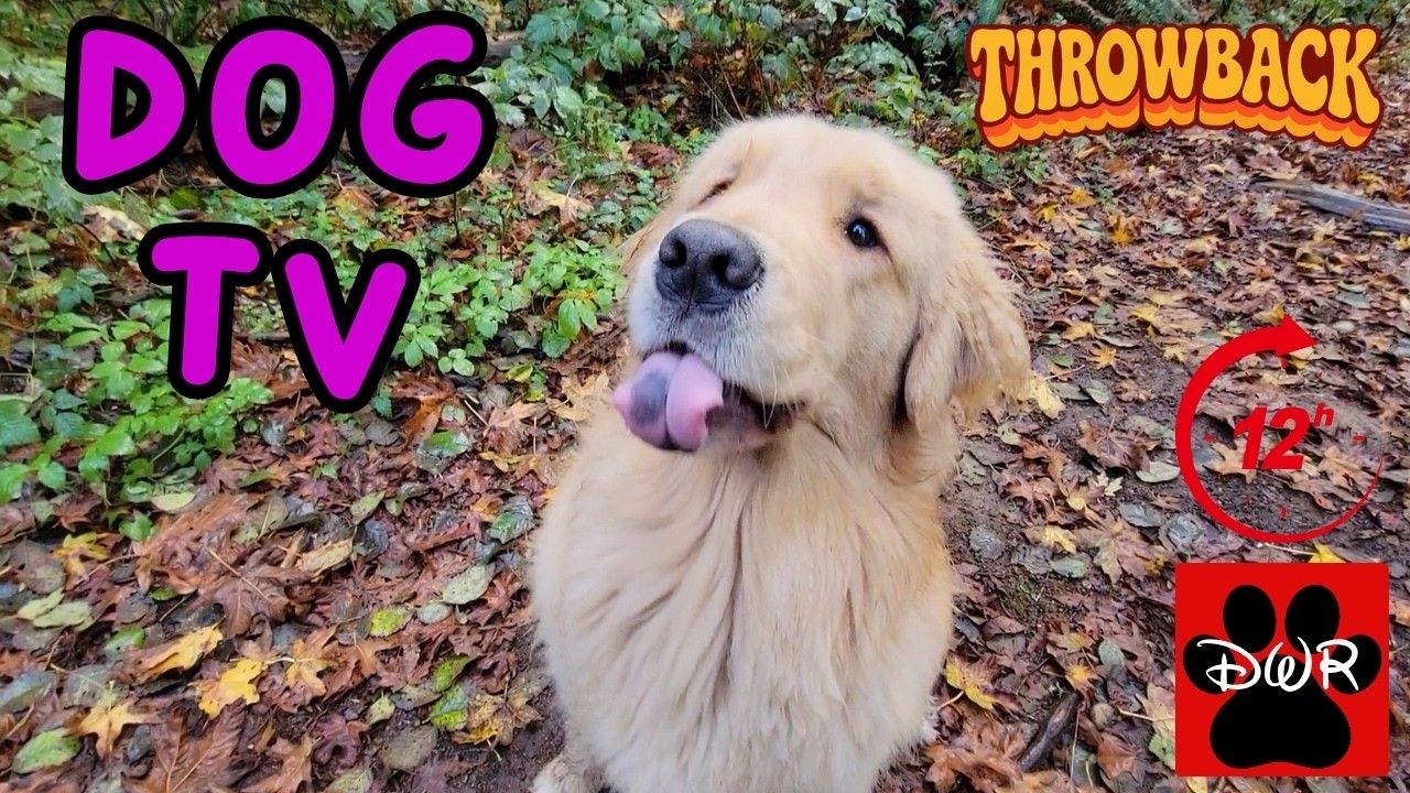 DOG TV 12 Hours 🐕 Adventures for Dogs | Keeps Dogs Calm & Entertained