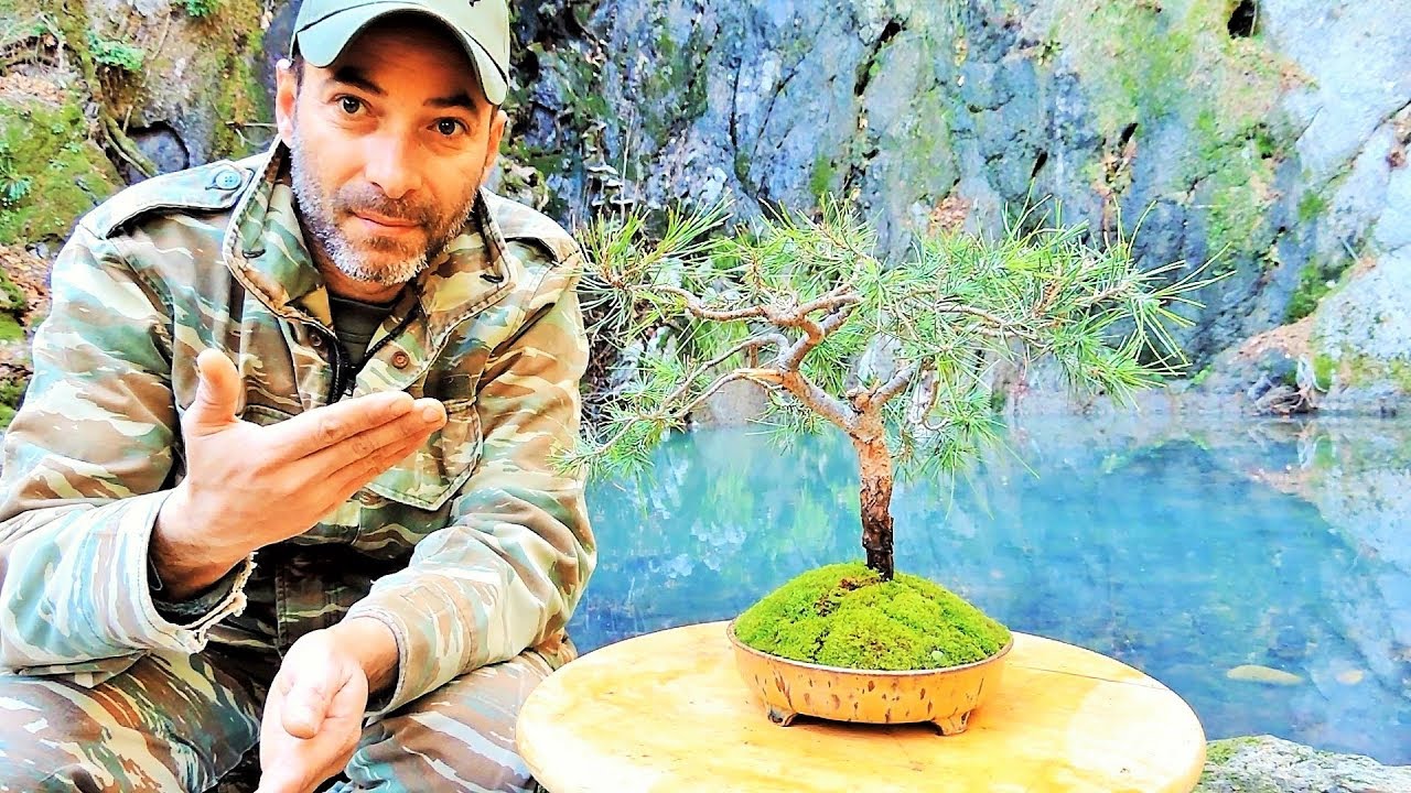 How To Collect Material For Bonsai: 1st Repotting Pine Tree Yamadori (Pinus brutia) Ep. 4
