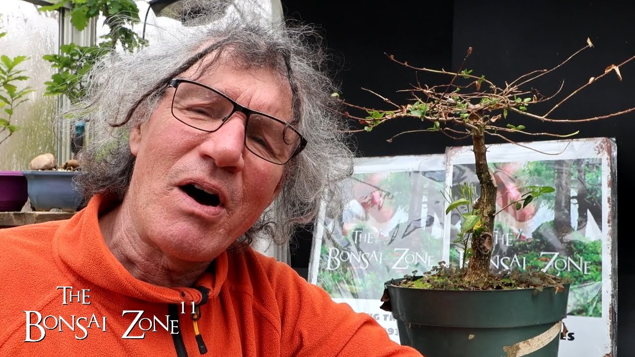 The 2nd Repotting of My Premna, The Bonsai Zone, April 2024