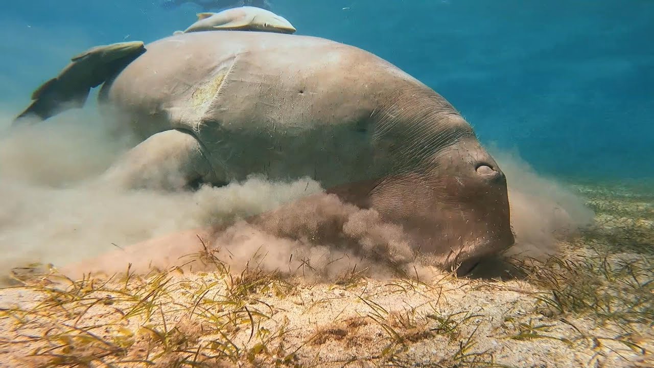 Erkunde das faszinierende Elphinstone Riff: Ein Tauchparadies vor der Küste! 🌊🐠