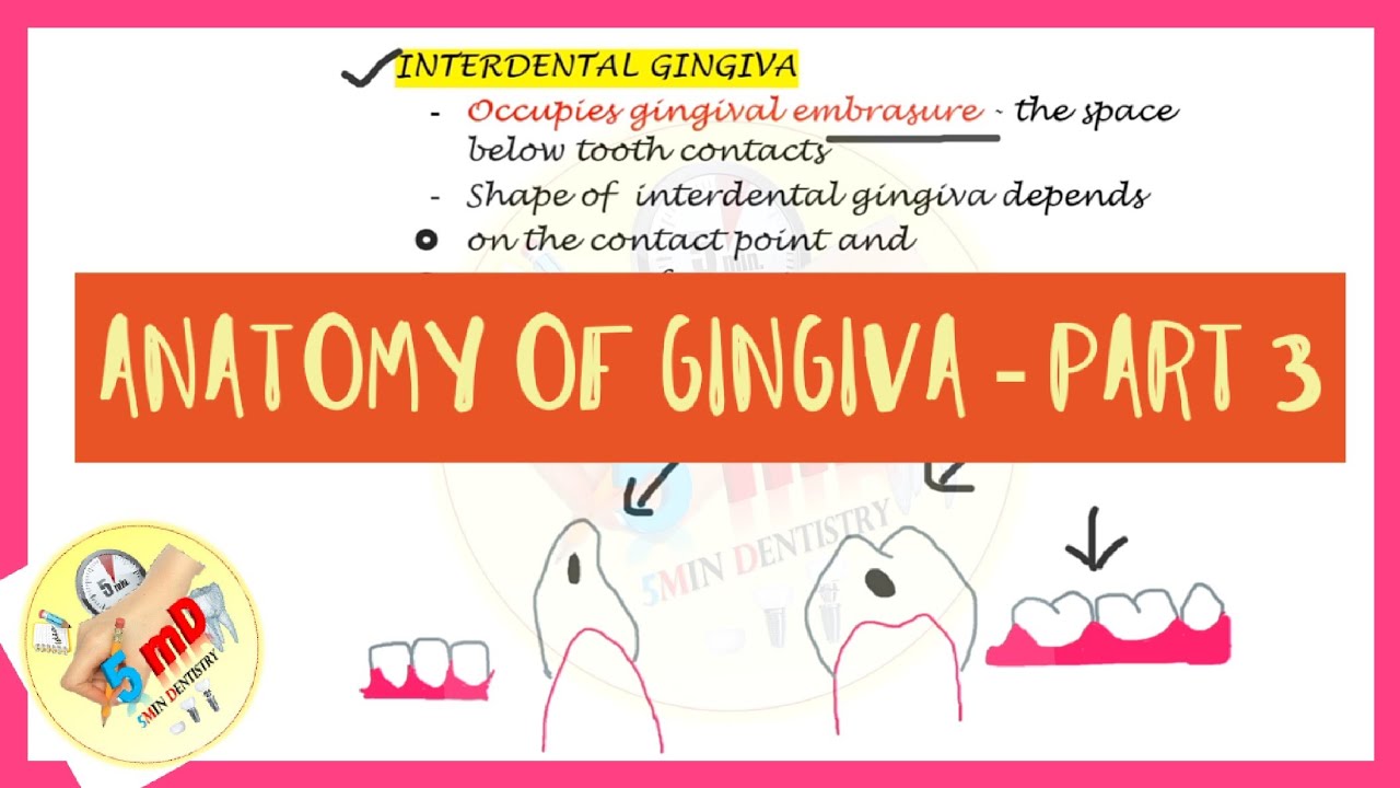 Anatomy of Gingiva - Part 3 - Interdental Gingiva - Periodontics
