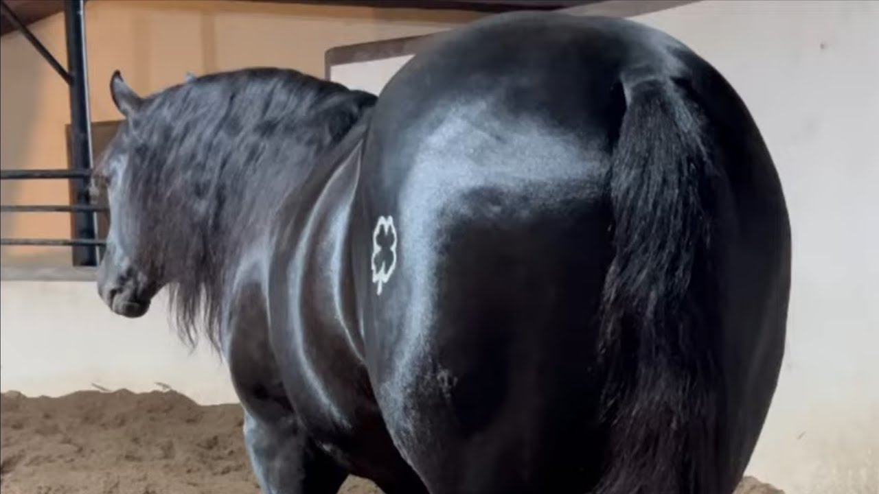 Sementales de La Fortuna Quarter Horses 🍀