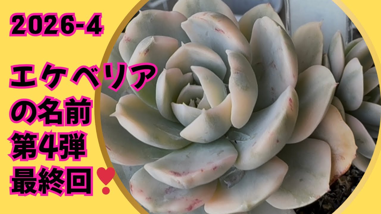 【多肉植物】お名前紹介第4弾❣️最終回