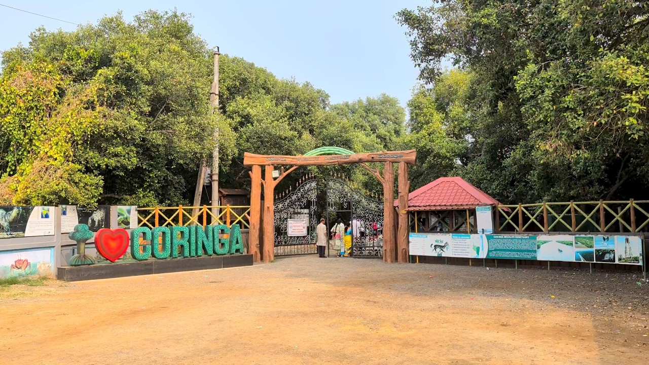 Coringa Wildlife Sanctuary, Kakinada | Mangroves, Boardwalk & Boating Experience..