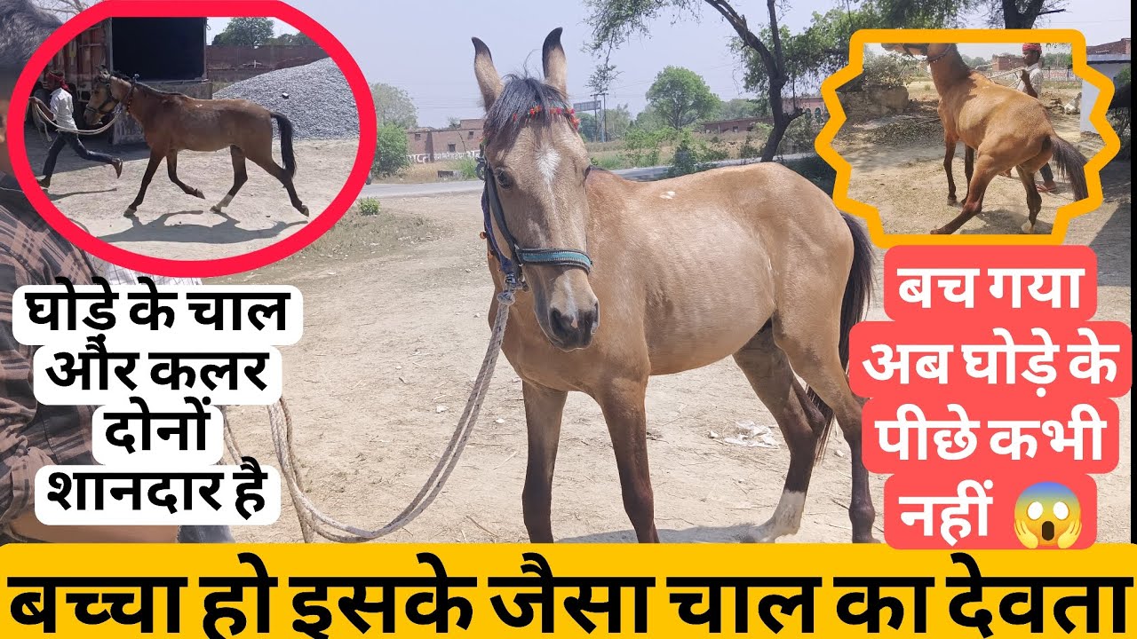 😱❤️😱 कभी किसी के घोड़े के पीछे न जाए ऐसा आप के साथ हो सकता है  /घोड़े का चाल और कलर दोनों बहुत सुंदर
