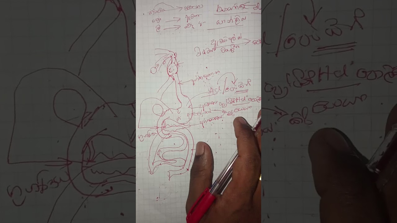 ආහාර ජීර්ණ පද්ධතියේ ක්‍රියාකාරිත්වය 