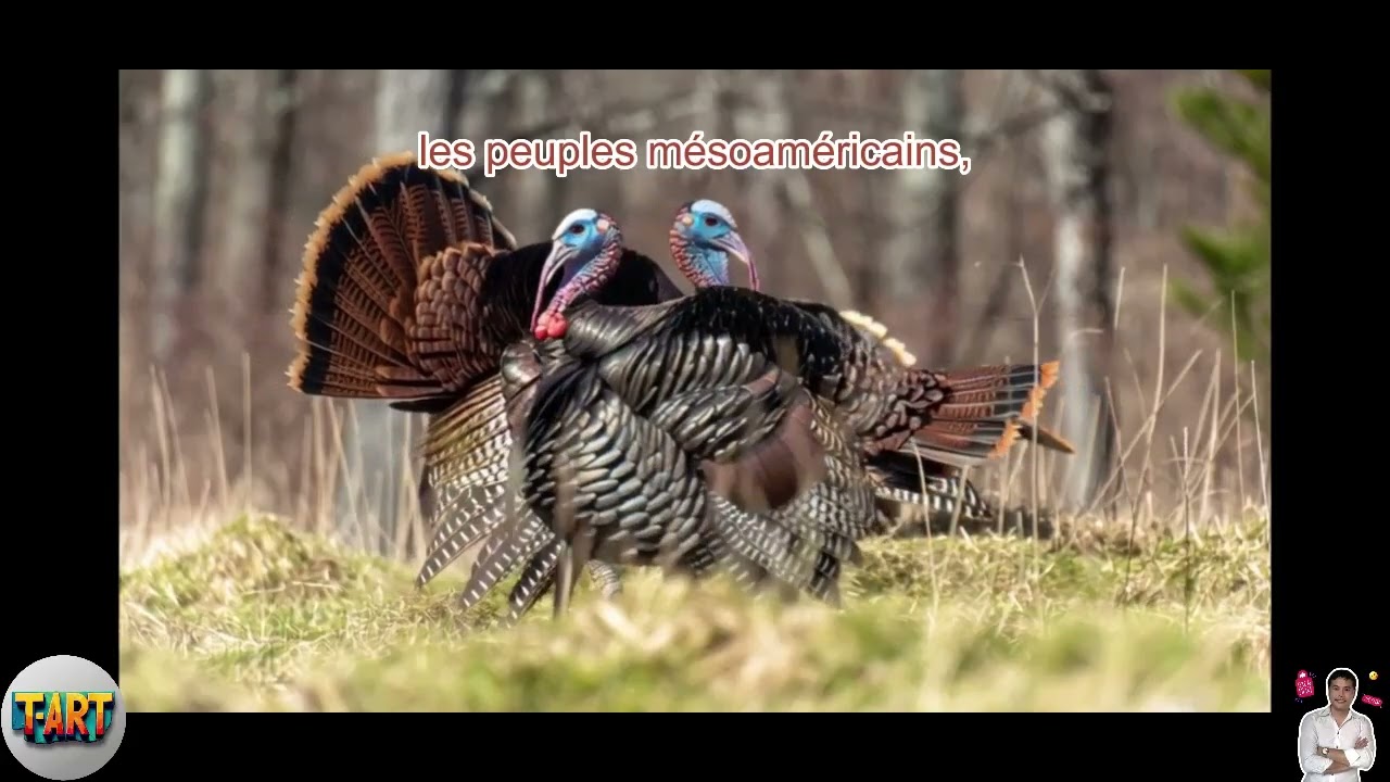 L’Histoire De La Domestication De La Dinde De L’Oiseau Sauvage Au Plat Emblématique Mondial