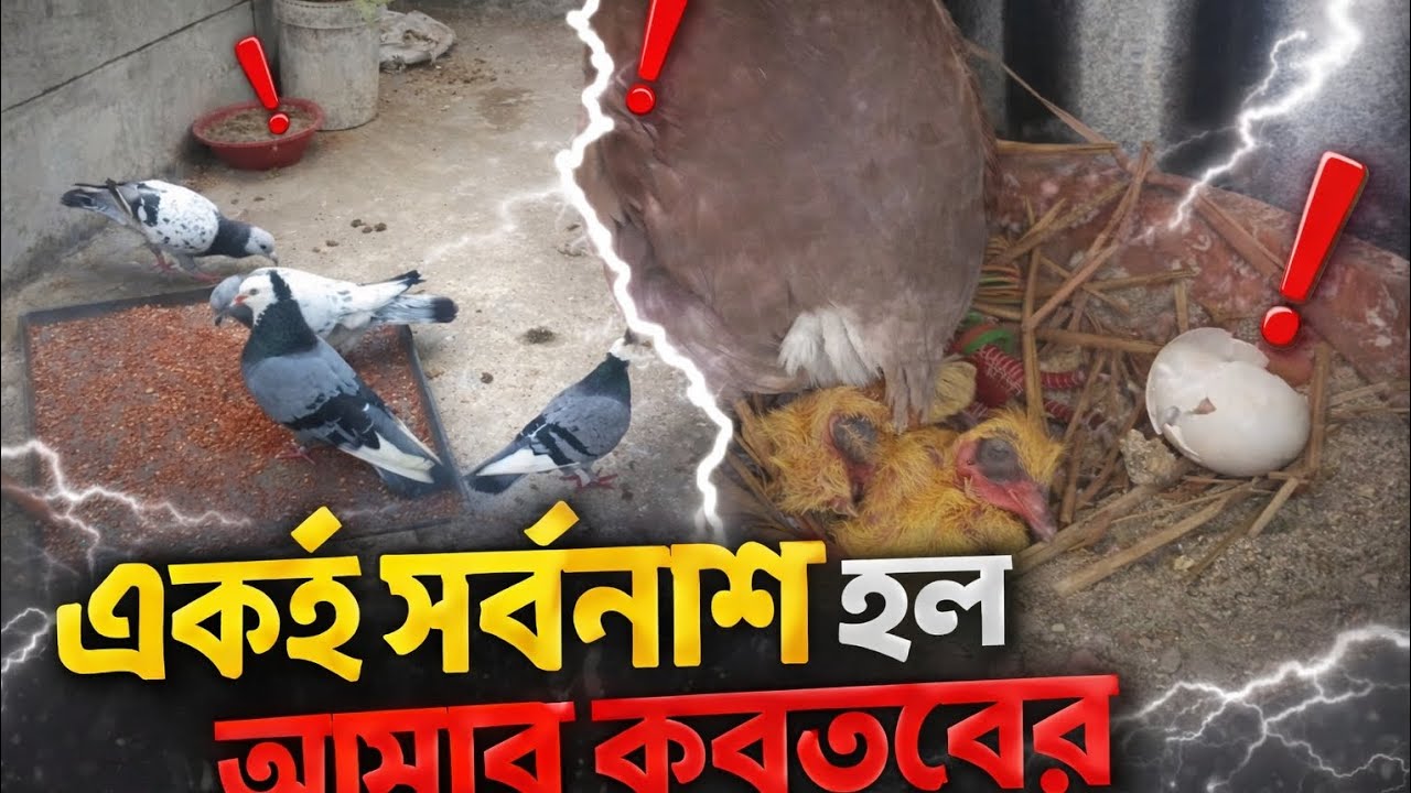 বাড়িতে গিয়েছিলাম বেড়াতে এসে দেখি কবুতরের একি অবস্থা 😱# pigeon# কবুতর # viral# Kabootar video 