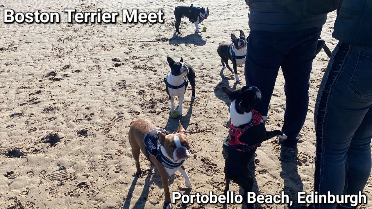 Boston Terrier Meet Up - Portobello Beach, Edinburgh, Scotland