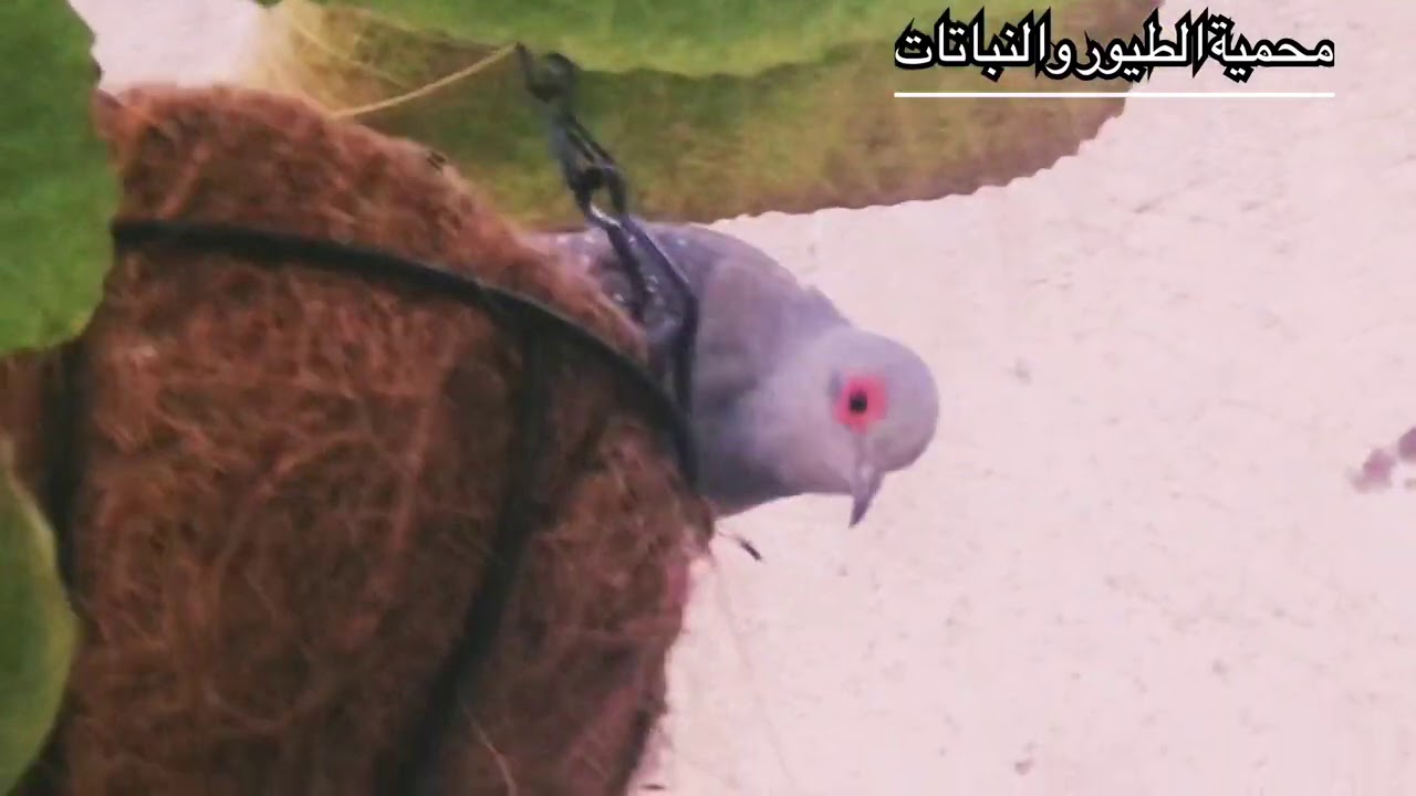 اعشاش طيور المحمية الجزء الثاني (29)
