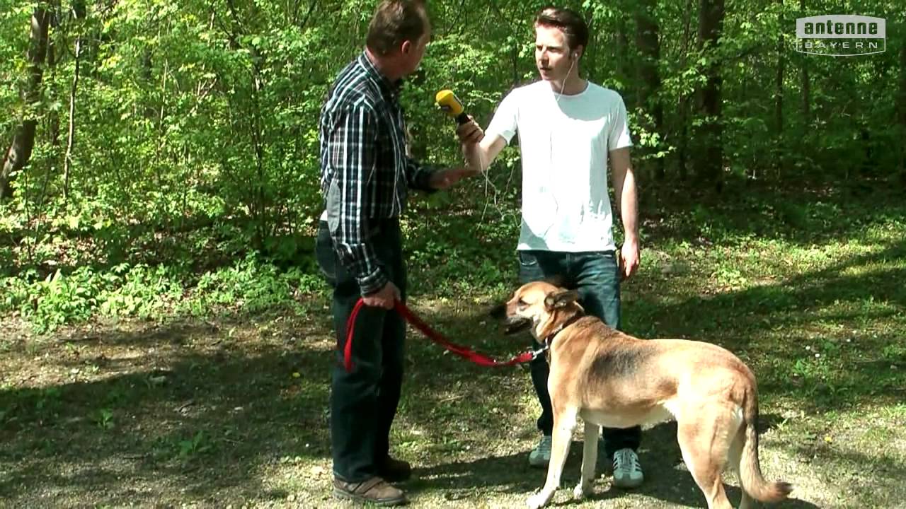 Der ANTENNE BAYERN Hundefl&uuml;sterer