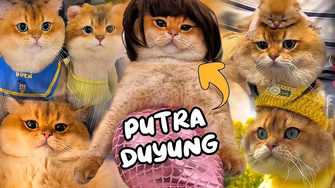 10 Menit Kompilasi Kucing Oyen (Cabinet) Dkk | Dijamin bikin Gemes 🥰 